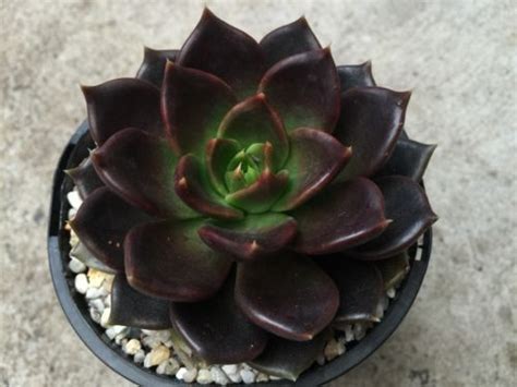 Echeveria affinis 'black knight' and echeveria 'black prince' are some very popular succulents right now. Echeveria Black Prince in 10cm pot succulent plant ...