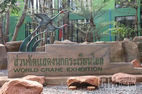 เปิดนิทรรศการนกกระเรียนไทย หลังสูญพันธุ์นานกว่า ๓๐ ปี | KORATDAILY ...