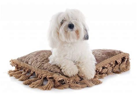 Learn About The Coton De Tulear Dog Breed History Stats And More
