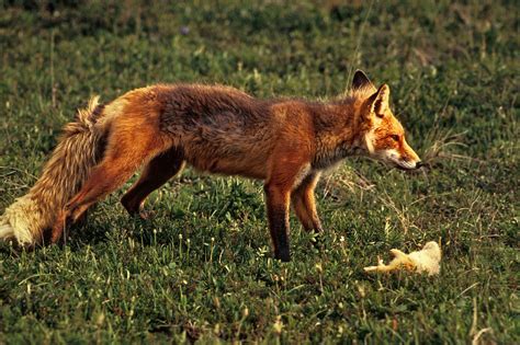 Filered Fox With Prey Sharpened Levels Wikimedia Commons
