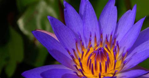 Although tropical water lilies do go dormant in winter, they are only hardy to about usda hardiness zone 9. How To Build A Water Lily Pond