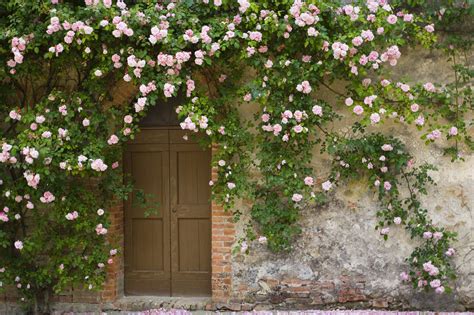 The Top 10 Climbing Roses You Should Plant