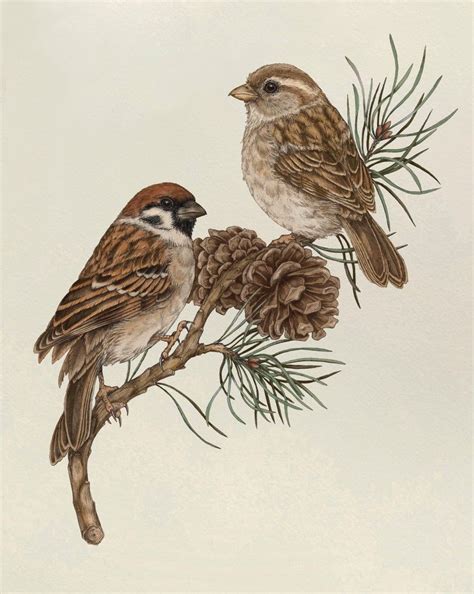 Sparrow Art Print Bird Art Print Sparrow Illustratie Etsy Vogel