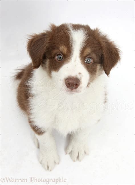 Dog Cute Chocolate Border Collie Puppy 7 Weeks Old Photo Wp40773