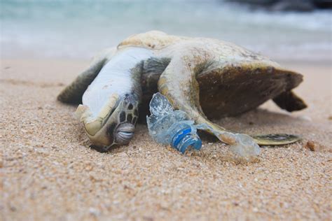 What Happens To Plastic In The Ocean American Oceans