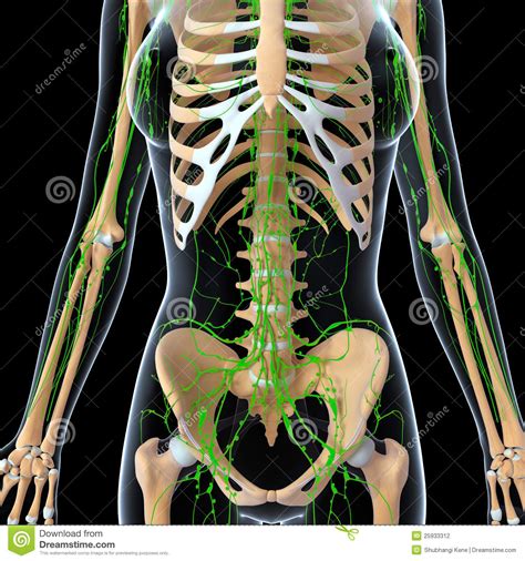 Lymphatic System Of Female Front Stock Illustration Illustration Of