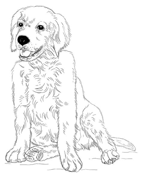 Golden Retriever Coloring Page For Animal Lovers Educative Printable