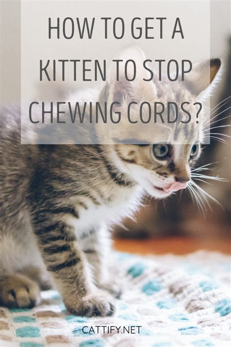 On top of that, exposed wires are a fire hazard, and can cause your devices to break. How to get a kitten to stop chewing cords? (With images ...