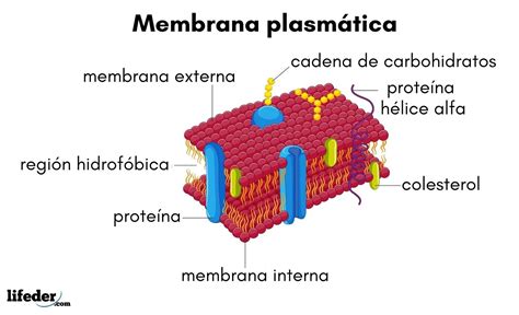 Membrana Plasm Tica Qu Es Caracter Sticas Funciones Estructura