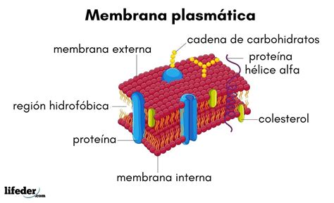 Membrana plasmática qué es características funciones estructura