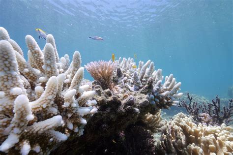 bleaching may have killed half the coral on the northern great barrier reef scientists say