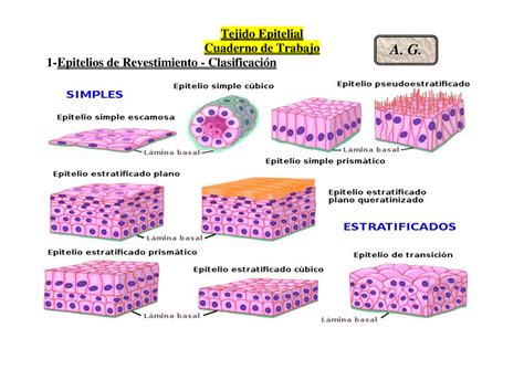 Tejido Epitelial Cuaderno De Trabajo Tejido Epitelial Cuaderno De Trabajo Epitelios De