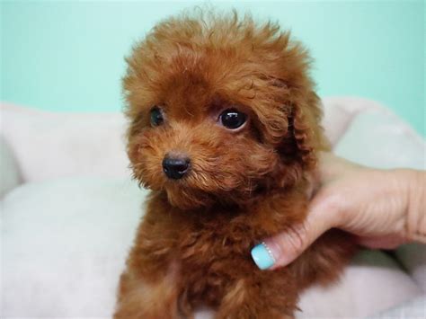 Poodle Puppies For Sale Orange County Ca 285345