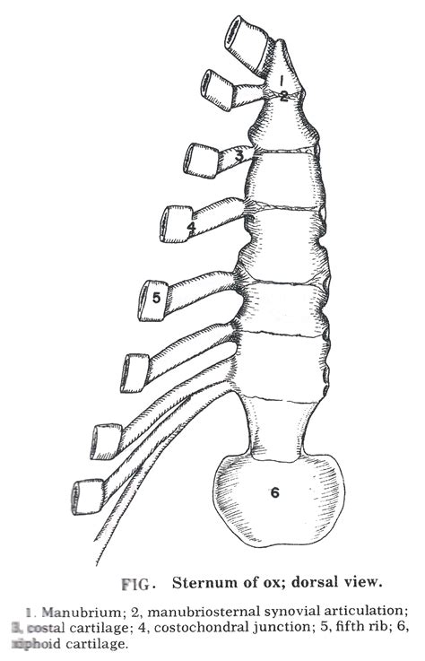 The Axial Skeleton Gross Anatomy Anjani Mishra