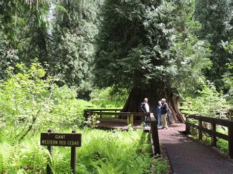 giant western red cedar tree about 3000 years old 177 feet high near elk river idaho