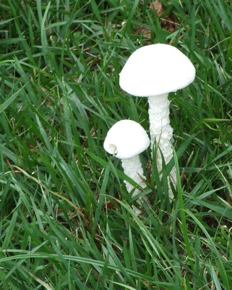 Destroying Angel Common Lawn Mushrooms These Might Be