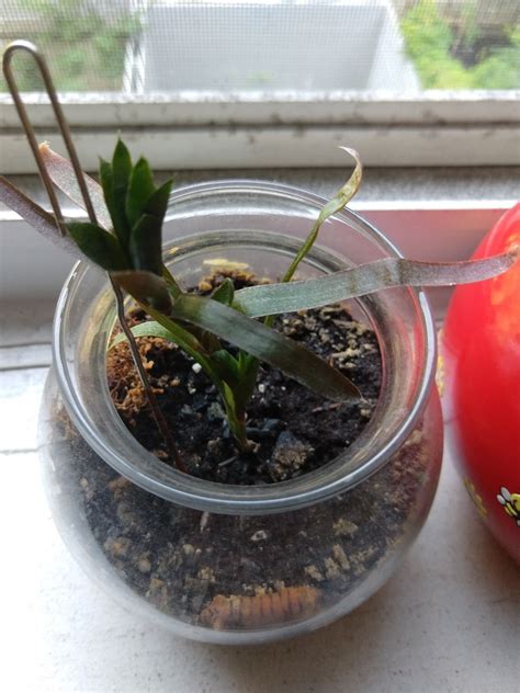You have to water christmas cactuses from the bottom. plant care - Cactus growing in a stem between two leaves ...