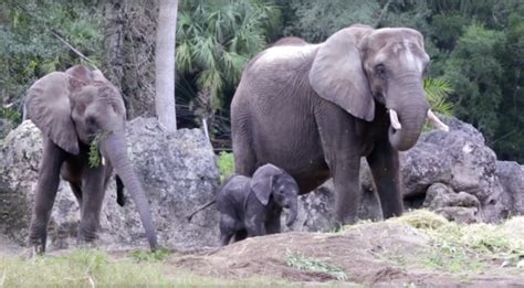 Meet The Adorable Newborn Elephant That Just Joined Disneys Herd