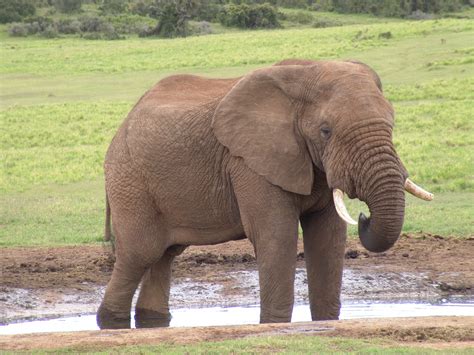 Smlpx Natural Science Elephant African Savannah Drinking In Waterhole
