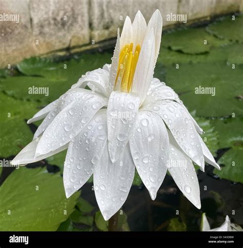 Rain Soaked Lilly Hi Res Stock Photography And Images Alamy
