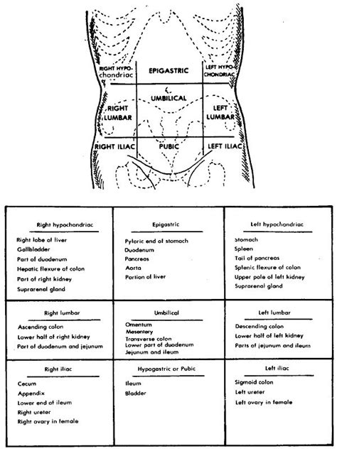The upper part of the abdomen is bound by ribs and diaphragm, while right lower quadrant abdomen pain is one such pain experienced by many for different reasons. Nursing Care Related to the Gastrointestinal System ...