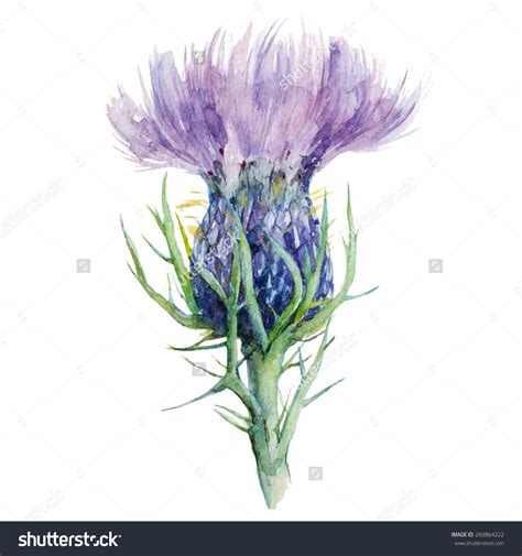 Milk Thistle Clipart 20 Free Cliparts Download Images On