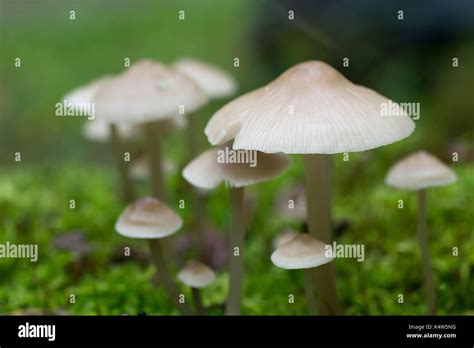 Saprotrophic Fungus Hi Res Stock Photography And Images Alamy