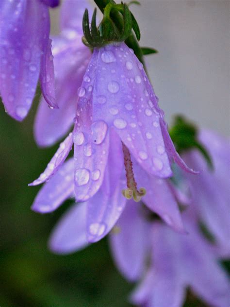 Purple Flowers With Water Drops