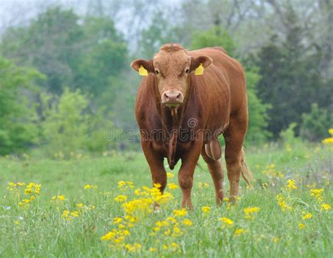 Bull In Pasture Stock Photo Image Of Time Ranch Cattle 28861362