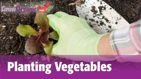 How To Plant Vegetable Starts Planting Vegetables Plants Vegetables