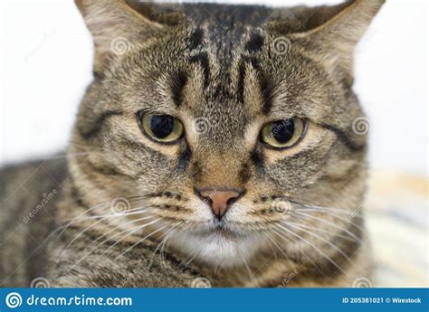 Headshot Of A Funny Tabby Cat Stock Image Image Of Fluffy Kitten