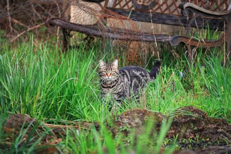 Cat On The Prowl In The Yard Stock Image Image Of Grey Light 157626391