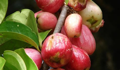 Pomme şarkı sözü ve çevirileri: Malay apple (Pomme d'eau) | AZ Martinique