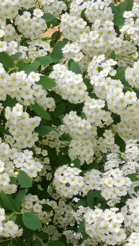 Highly prized for a profusion of sweetly fragrant, white blooms that serve as excellent cut flowers. Bridal Veil Spirea .....so beautiful. It blooms in June ...