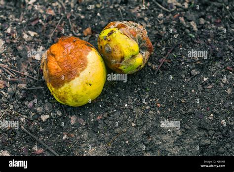 Rotten Fruit Stock Photos And Rotten Fruit Stock Images Alamy