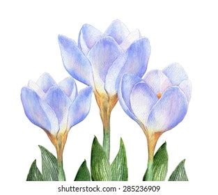 Name of your friend * le magnolia se porte bien, et à repris très rapidement. Benzer Set of Blue flowers: blue tulip, lily lotus, rose ...