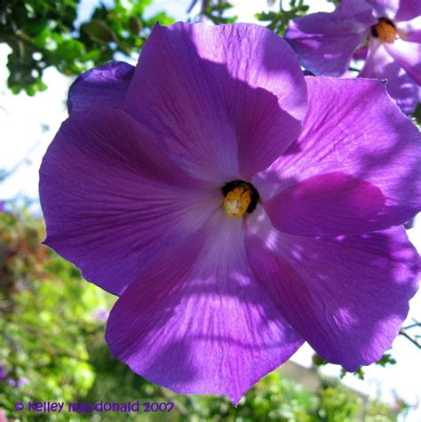The illustration is available for download in high resolution quality up. Book Rants: Current Read Hibiscus Flowers (Purple ...