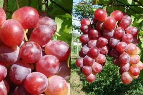 Pernahkah anda mencicipi buah kelengkeng?. 4 Cara Budidaya Anggur Ninel | Bibit Buahku