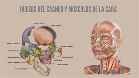Anatomía De Cabeza Y Cuello By Brenda Pérez Sámano