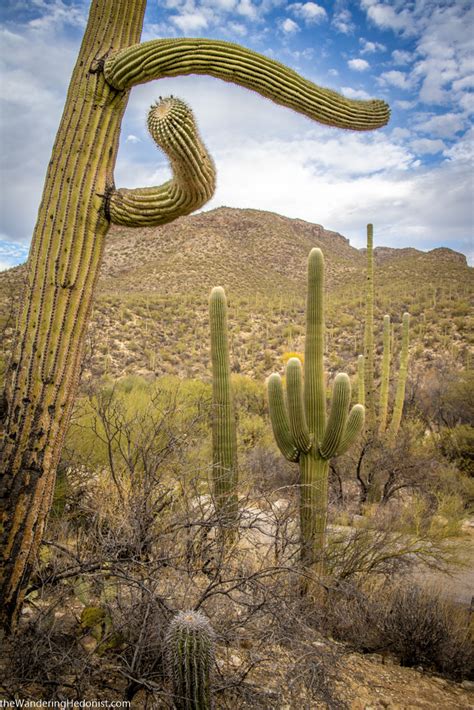 Day 444 Tucson Az Discovering The Ancient Saguaro Cactus The