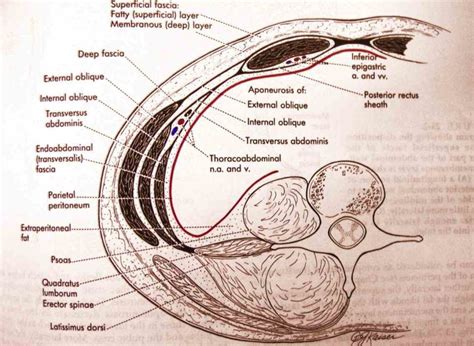 Fascial Layers Anatomy And Fascia Of The Anterior Abdominal Wall