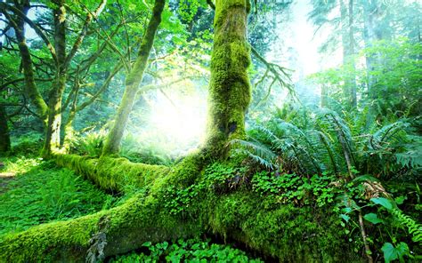 Bosque Tropical árboles Musgo Verde Fondos De Pantalla 1920x1200