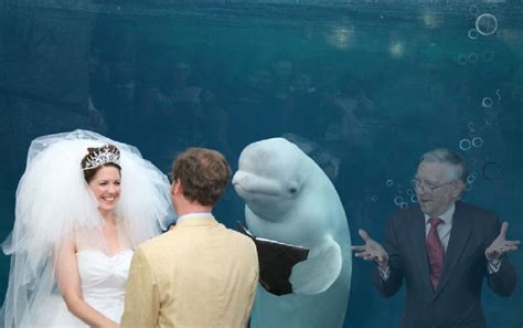 Beluga Whale Wedding Picture Gets A New Photoshop Battle And Its Glorious