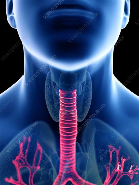 Illustration Of A Mans Trachea Stock Image F0236380 Science