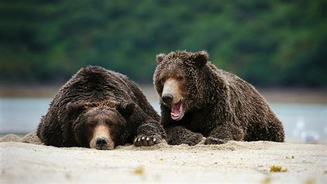 August Bears Bing Wallpaper Download
