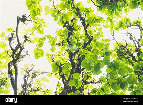 Canopy Of Leaves Hi Res Stock Photography And Images Alamy