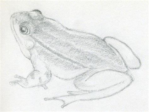 How To Draw A Frog Quickly