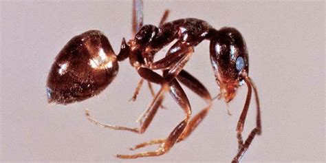 How To Identify Different Types Of Ants Dodson Pest Control