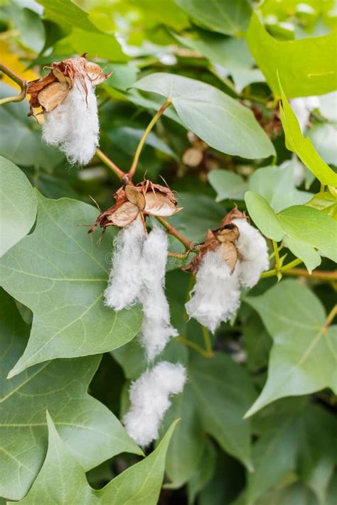 Cotton Flowers Stock Photo Image Of Growth Field Ball 42457448
