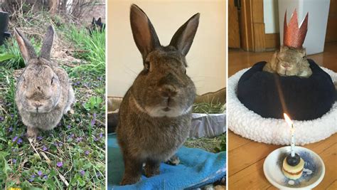 Meet Mick The Worlds Oldest Rabbit Who Is 16 Years Old Guinness